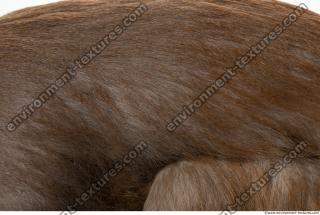 monkey skin fur  0007